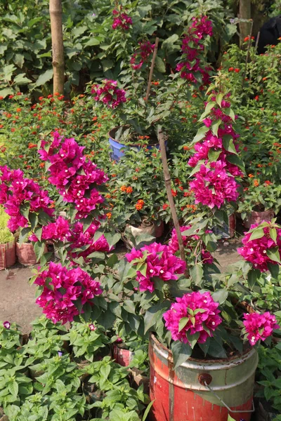 Квіткова Рослина Бугенвіля Розпліднику Збору Врожаю Готівкові Культури — стокове фото