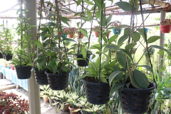 Hoya Carnosa Roślin Liści Wiszące Doniczki Gospodarstwie Zbiory Upraw Pieniężnych — Zdjęcie stockowe