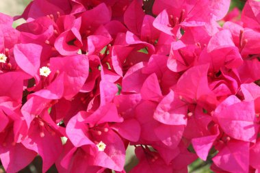 Bougainvillea Spectabilis 'in fidanlıktaki çiçek bitkisi hasat için nakit mahsulüdür.