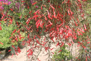 Çiftlikteki Pineleaf Penstemon çiçeği hasat için nakit mahsulüdür.