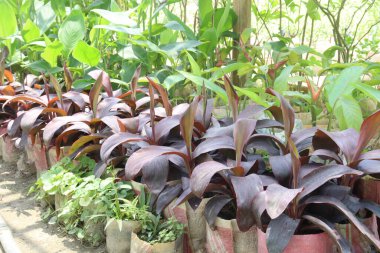 Çiftlikteki Cordyline fruticosa ağacı hasat için nakit mahsulüdür.