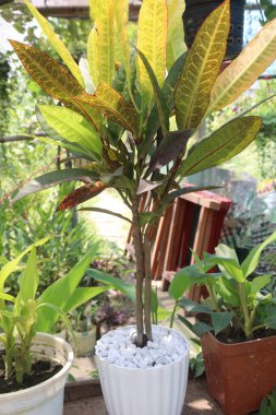 Çiftlikteki bahçe kireç ağacı ekinleri nakit mahsulüdür.