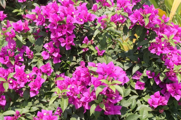 Bougainvillea Spectabilis Plante Fleurs Pépinière Pour Récolte Sont Des Cultures — Photo