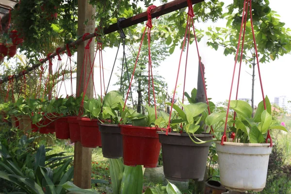 Neon Pénz Növény Lóg Pot Bölcsőde Betakarítás Készpénz Növények — Stock Fotó