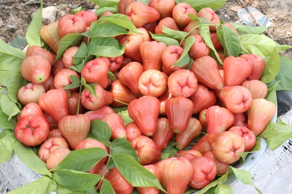 Rosa Manzana Acuosa Árbol Cultiva Por Madera Fruta Comestible —  Fotos de Stock