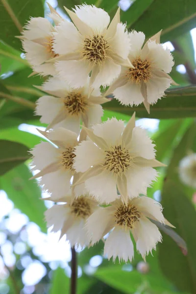 Elaeocarpus Hainanensis Pianta Fiore Azienda Raccolto Sono Colture Cash — Foto Stock