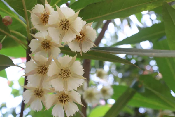 Blomväxter Släktet Elaeocarpus Hainanensis Gården För Skörd Grödor Med Likör — Stockfoto