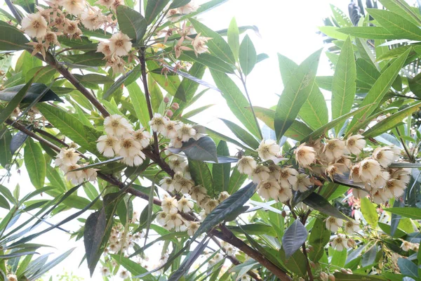 Elaeocarpus Hainanensis Květina Rostlina Farmě Pro Sklizeň Jsou Peněžní Plodiny — Stock fotografie