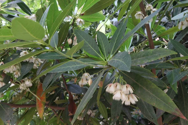 Elaeocarpus Hainanensis Blütenpflanze Auf Dem Bauernhof Für Die Ernte Sind — Stockfoto