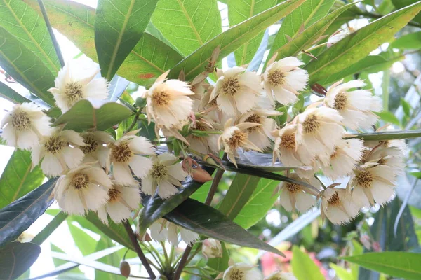 Elaeocarpus Hainanensis Planta Flores Granja Para Cosecha Son Cultivos Comerciales —  Fotos de Stock