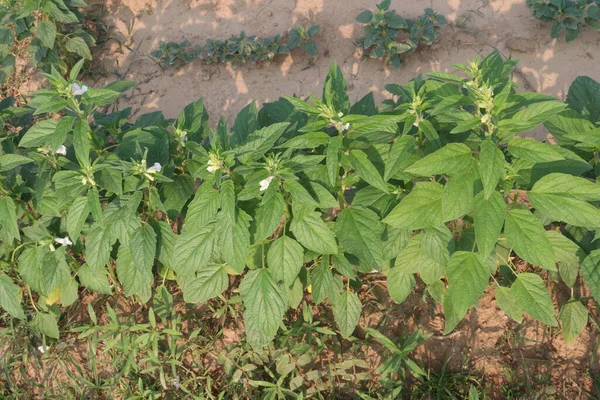 Planta Árbol Sesamum Granja Para Cosecha Son Cultivos Comerciales — Foto de Stock