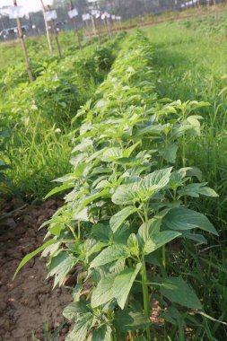 Hasat için çiftlikteki susamum ağacı nakit mahsulüdür.