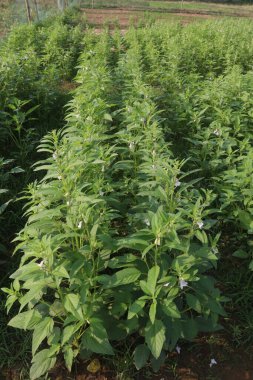 Hasat için çiftlikteki susamum ağacı nakit mahsulüdür.