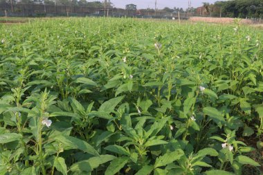 Hasat için çiftlikteki susamum ağacı nakit mahsulüdür.