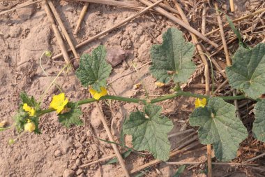 Çiftlikteki salatalıklı melo meyveleri hasat için nakit mahsuldür.