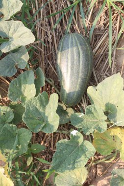 Çiftlikteki salatalıklı melo meyveleri hasat için nakit mahsuldür.