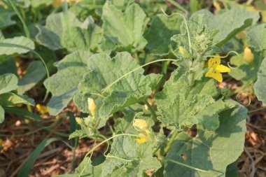 Çiftlikteki salatalıklı melo meyveleri hasat için nakit mahsuldür.