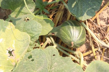 Çiftlikteki salatalıklı melo meyveleri hasat için nakit mahsuldür.