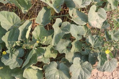 Çiftlikteki salatalıklı melo meyveleri hasat için nakit mahsuldür.