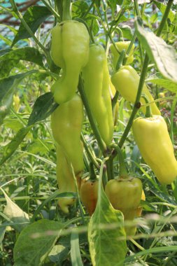 Muz biberi, acı biber ailesinin orta boy bir üyesidir ve hafif, keskin bir tadı vardır.