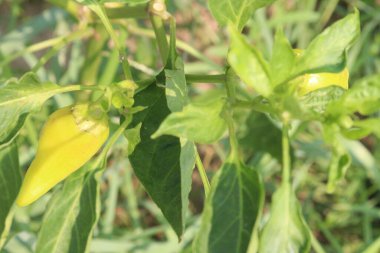 Muz biberi, acı biber ailesinin orta boy bir üyesidir ve hafif, keskin bir tadı vardır.