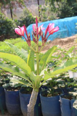 Çiftlikteki Frangipani çiçek bitkisi hasat için nakit mahsuldür.