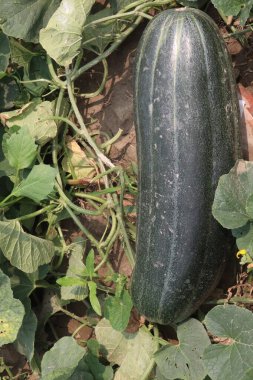 Çiftlikteki salatalıklı melo meyveleri hasat için nakit mahsuldür.