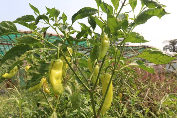 The banana pepper is a medium-sized member of the chili pepper family that has a mild, tangy taste