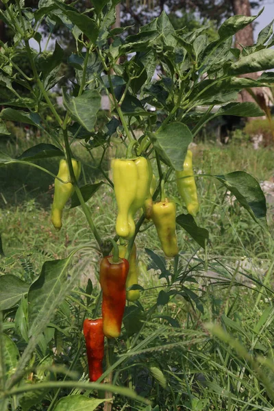The banana pepper is a medium-sized member of the chili pepper family that has a mild, tangy taste