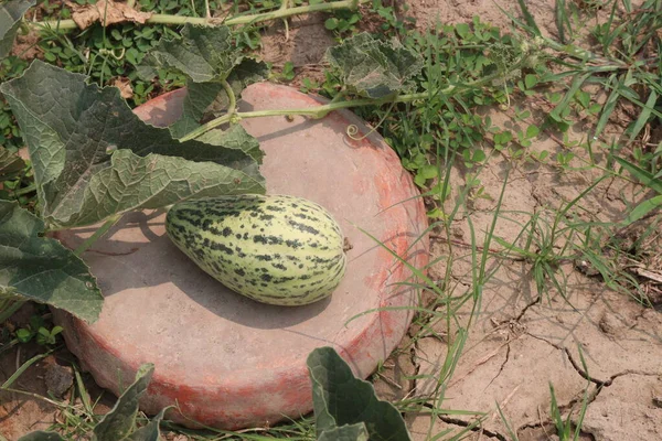 Cucumis melo fruit on farm for harvest are cash crops