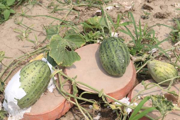 Cucumis melo fruit on farm for harvest are cash crops