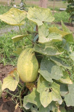 Hasat için çiftlikteki salatalıklar nakit mahsulüdür.