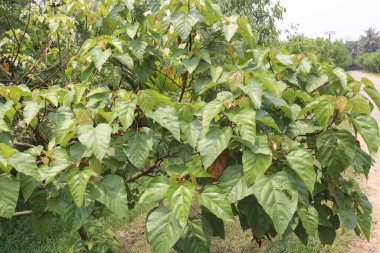 Annatto, fındık ağacının tohumlarından türetilen portakal kırmızısı bir çeşni ve besin rengidir.