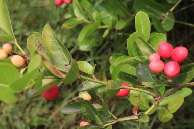 Carissa Carandas, genellikle turşu ve baharatlarda sos olarak kullanılan ağaçtaki meyveler.