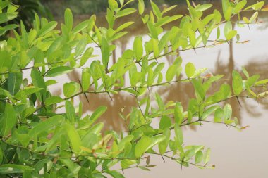 Carissa Carandas, genellikle turşu ve baharatlarda sos olarak kullanılan çiftlikteki ağaç.