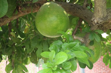 Bahçesinde meyve olan kabak ağacı. Yemeye gerek yok. Nakit mahsul var.