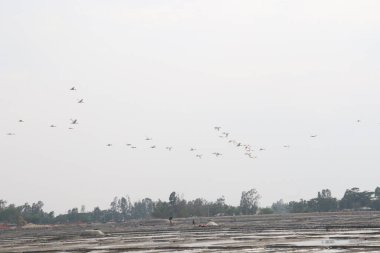 Martı göl kenarında balık tutmak için gökyüzünde uçuyor.