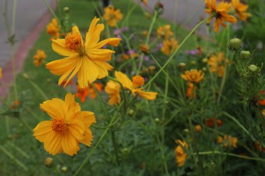 Sulfur cosmos flower plant on farm for harvest are cash crops clipart