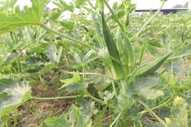 Bamya tarlada hasat için ağaçtaki kadın parmağı da nakit mahsulüdür.