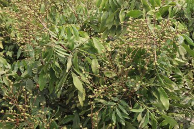 Tarlada hasat için ağaçtaki Longan meyvesi nakit mahsulüdür.
