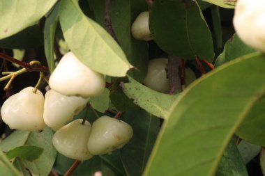 Ağaçtaki sulak gül elması Odun ve yenilebilir meyveleri için yetiştirilir