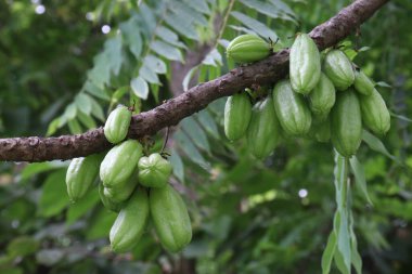 Ağaçtaki Averrhoa Bilibi hasat için nakit mahsuldür.