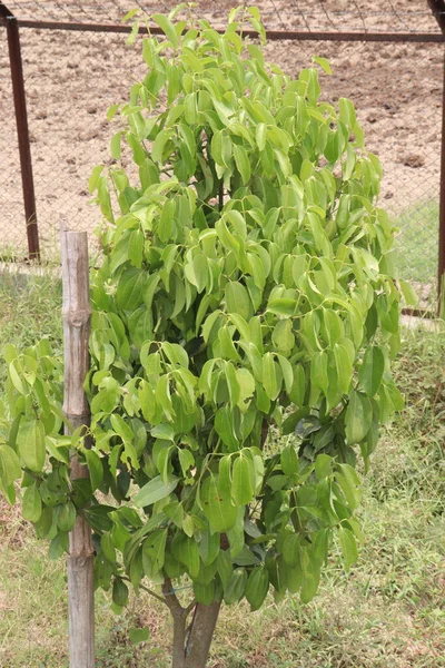 Çiftlikteki tarçın ozmofloeum baharat ağacı hasat için nakit mahsuldür.