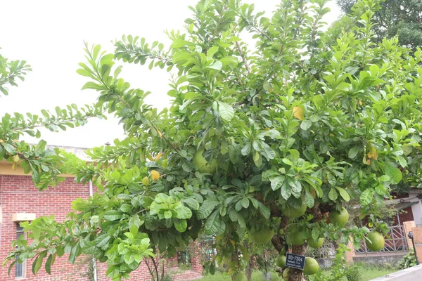 Calabash tree on garden for flower need and harvest
