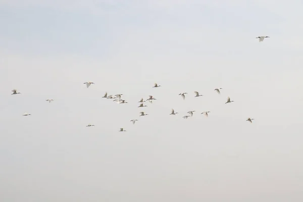 Gabbiano Che Vola Sul Cielo Pesca Vicino Lago — Foto Stock