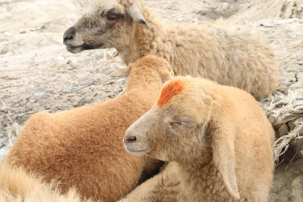 Sheep Group Farm Harvest Cash Animals — Stock Photo, Image
