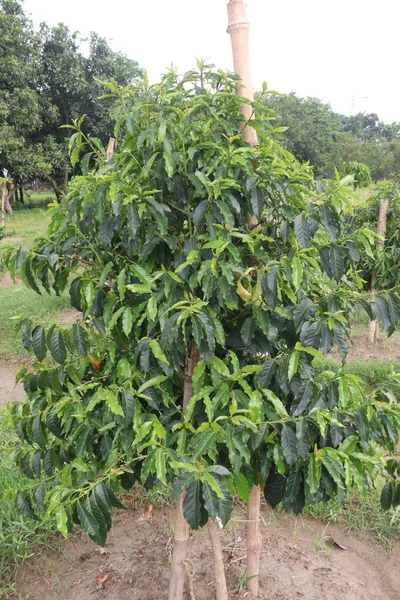 Gazdaságban Betakarításra Termesztett Kávéfanövény Készpénzes Növény — Stock Fotó