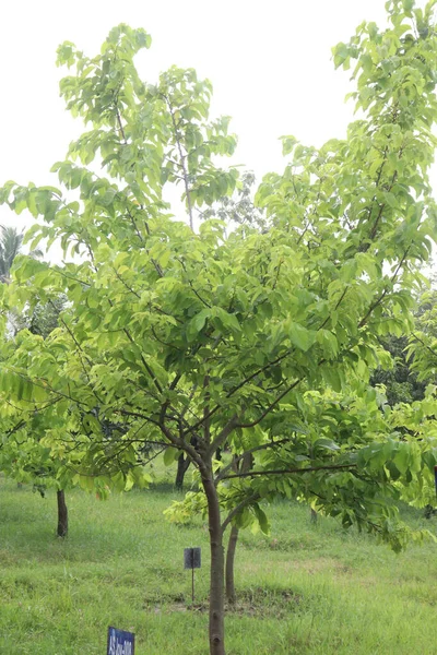 Asimina Triloba Drzewo Zwane Również Pawpaw Gospodarstwie Sprzedaż Jest Upraw — Zdjęcie stockowe