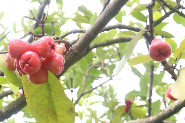 Pomme Rose Aqueuse Sur Arbre Est Cultivé Pour Son Bois — Photo