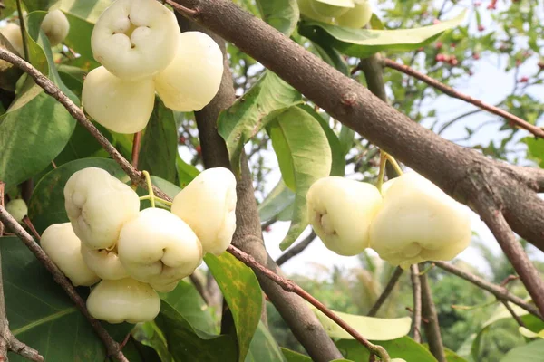 stock image Watery rose apple on tree The is cultivated for its wood and edible fruit